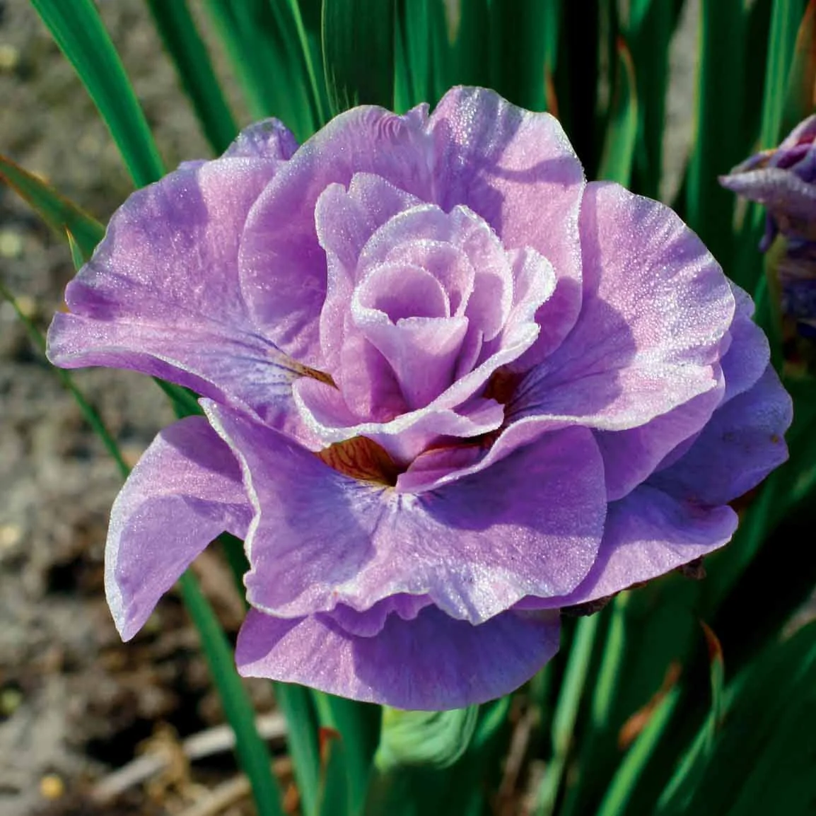 2 Iris de Sibérie Pink Parfait
