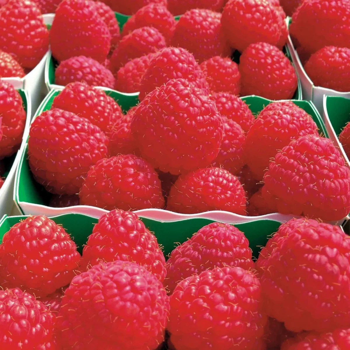 2 Framboisiers remontants Paris – Image 3