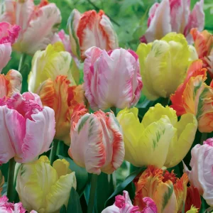 18 Tulipes perroquets pastel en mélange