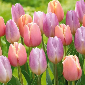 Collection de 20 Tulipes pastel