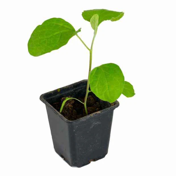 Plant Aubergine Baluroi F1 – Image 4