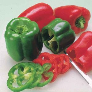 Plant Poivron Lamuyo