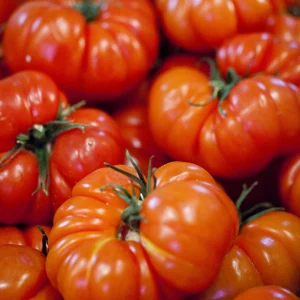 Plant Tomate Marmande