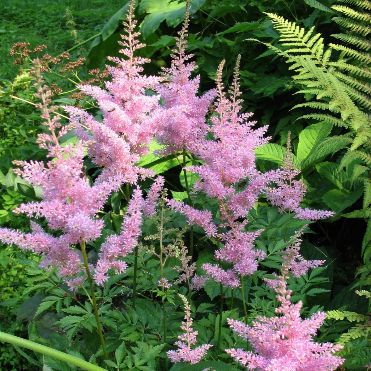 3 Astilbes Nouvelle vague – Image 3