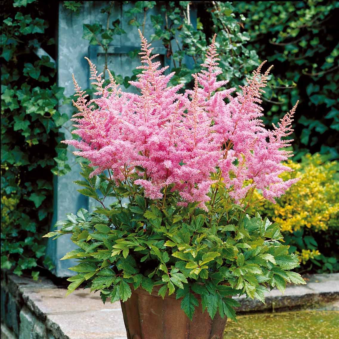 3 Astilbes Nouvelle vague – Image 2