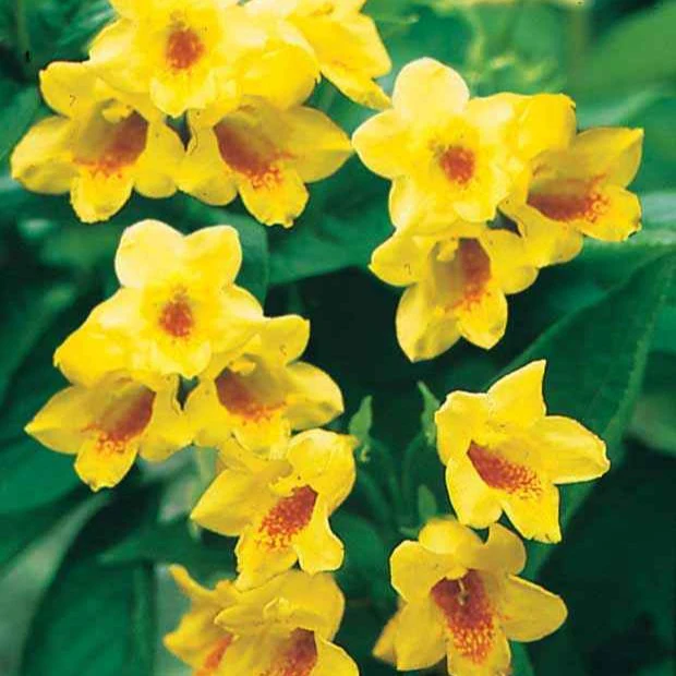 Weigelia jaune – Image 4