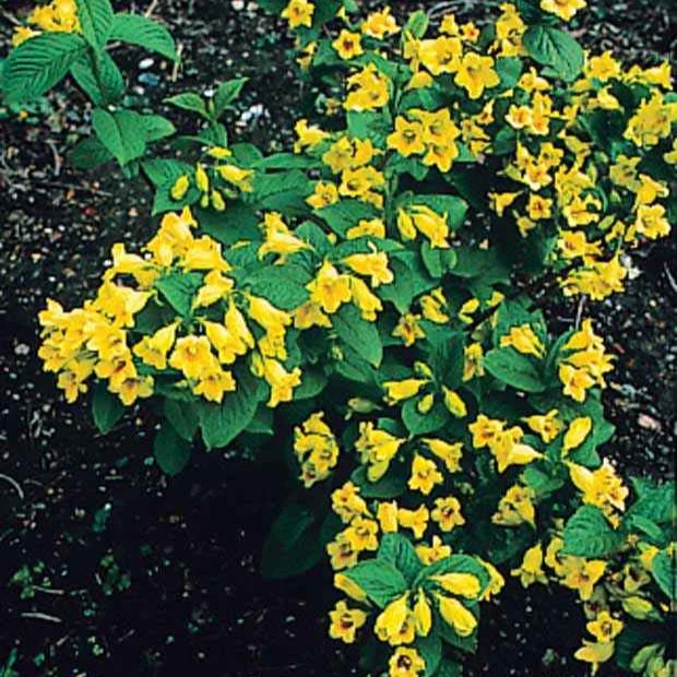 Weigelia jaune – Image 5