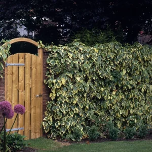 Lierre de Colchide panaché