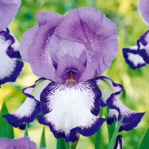 2 Iris de jardin Bordure