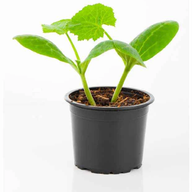 Plant Courgette jaune Sunlight F1 – Image 3