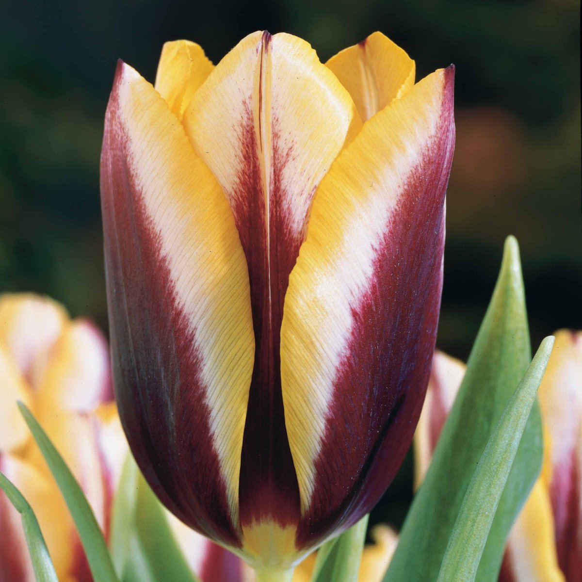 10 Tulipes Gavota – Image 3