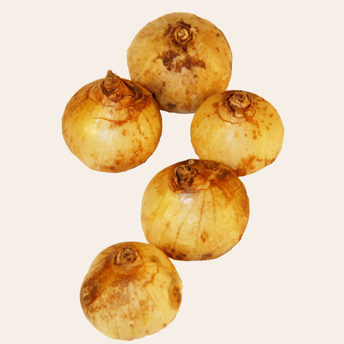 Dichelostemma congestum – Image 4