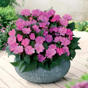 3 Sunpatiens Rose lilas