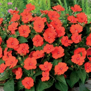 3 Sunpatiens orange