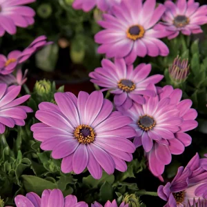 3 Marguerites du Cap Pink flave