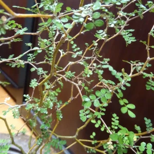 Sophora prostrata Little Baby