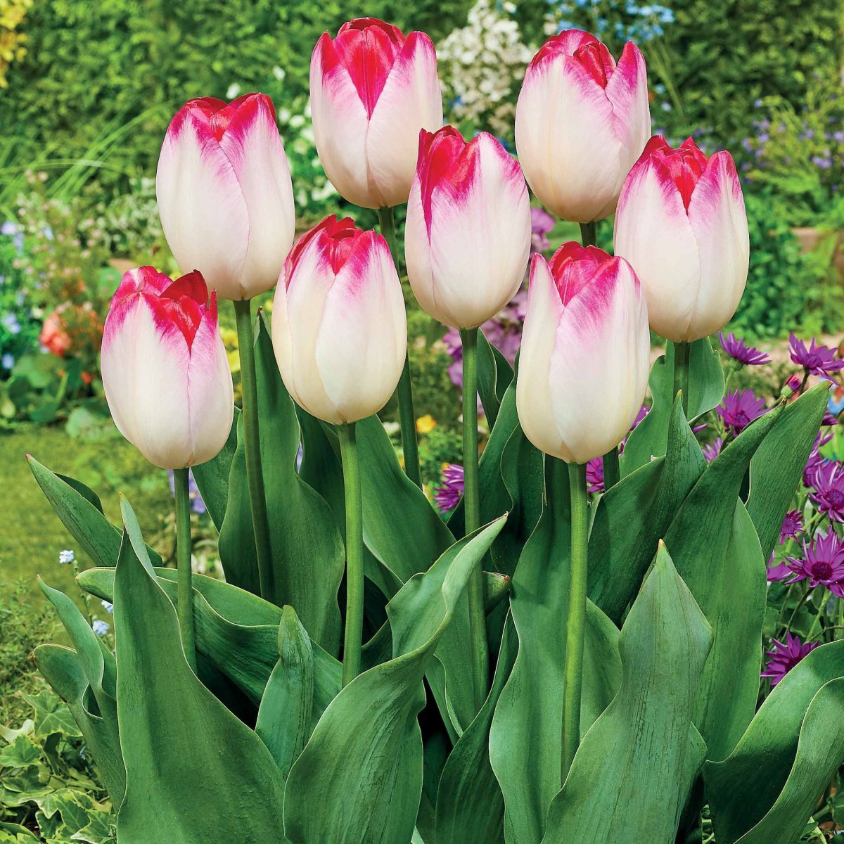10 Tulipes Supri Erotic