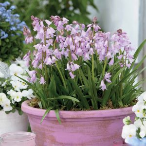 10 Jacinthes des bois - Scilla