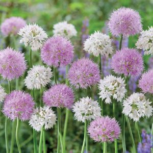 10 Alliums Graceful Beauty