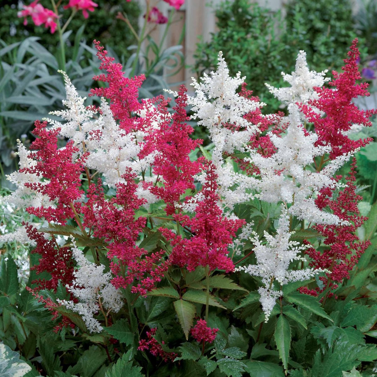 2 Astilbes