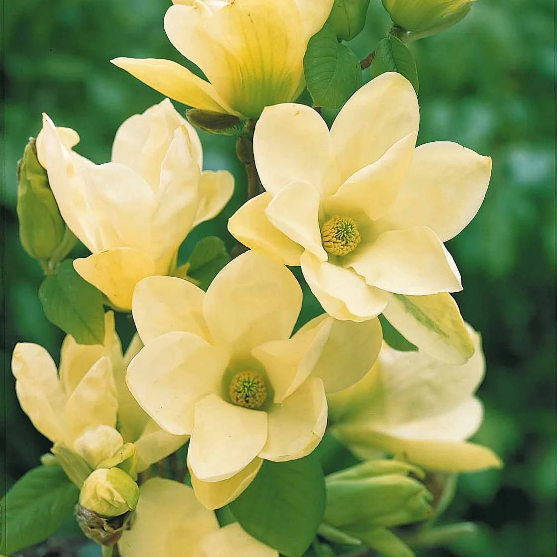 Magnolia Yellow Lantern – Image 7