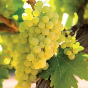 Vigne Vroege Van Der Laan