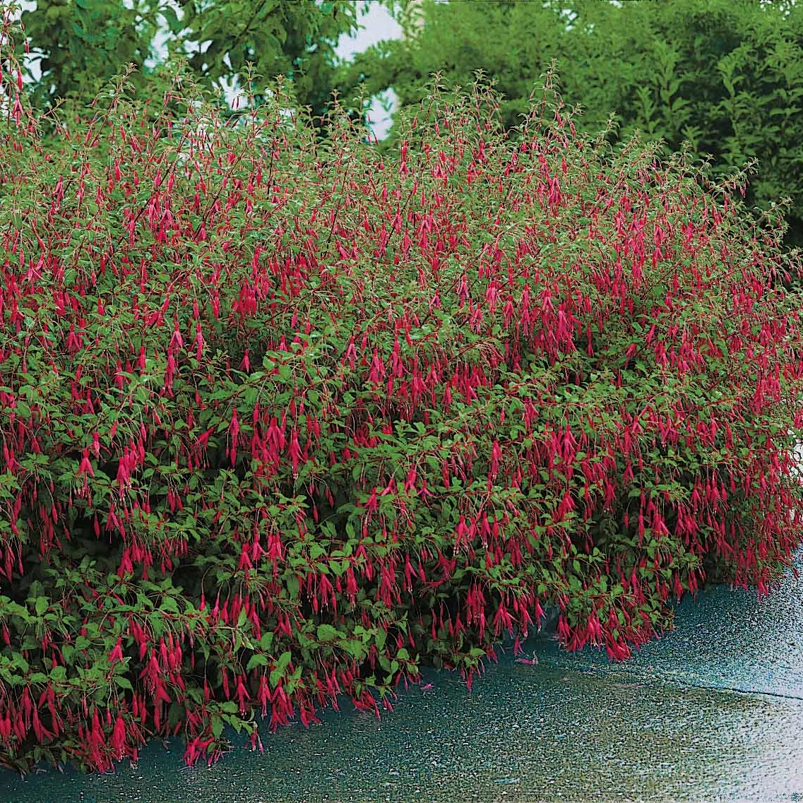 3 Fuchsias Riccartonii – Image 5
