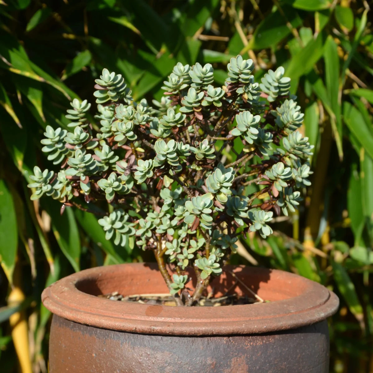 Véronique arbustive