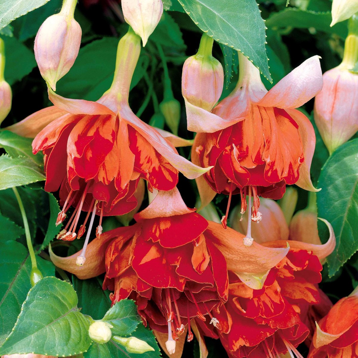 6 Fuchsias en mélange – Image 4