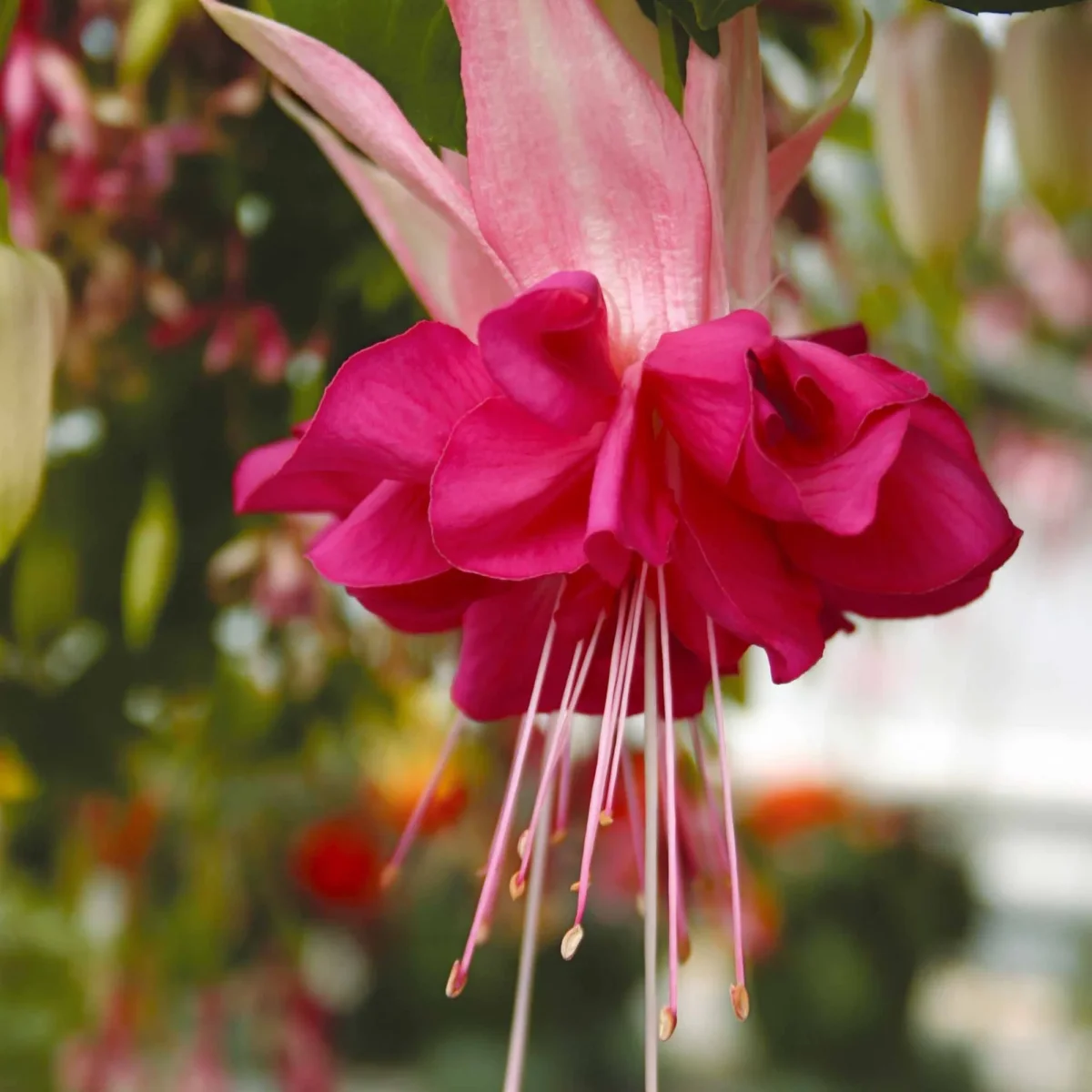 6 Fuchsias en mélange – Image 6