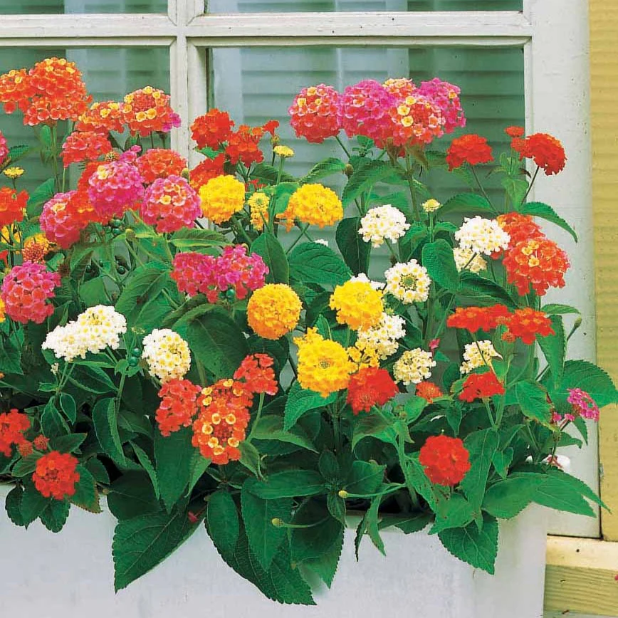 3 Lantanas en mélange – Image 3