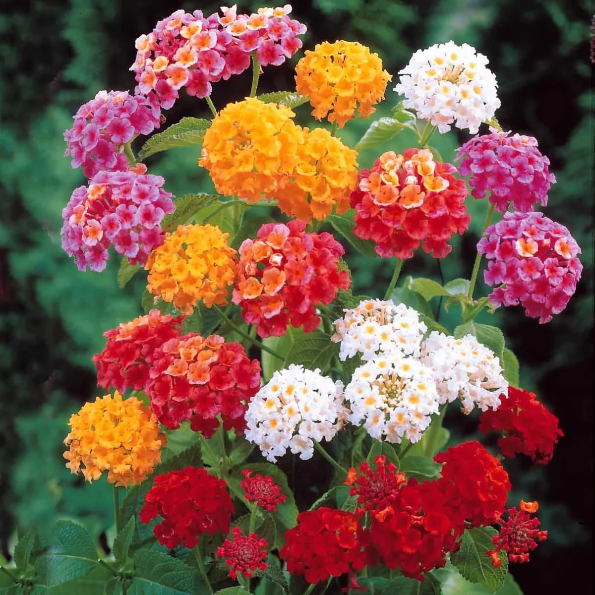 3 Lantanas en mélange