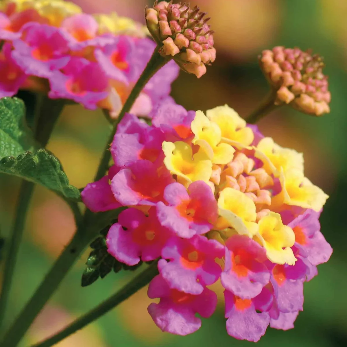 3 Lantanas en mélange – Image 5