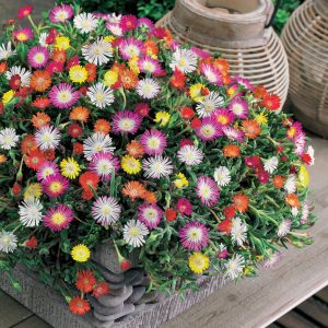 3 Pourpiers de Cooper en mélange