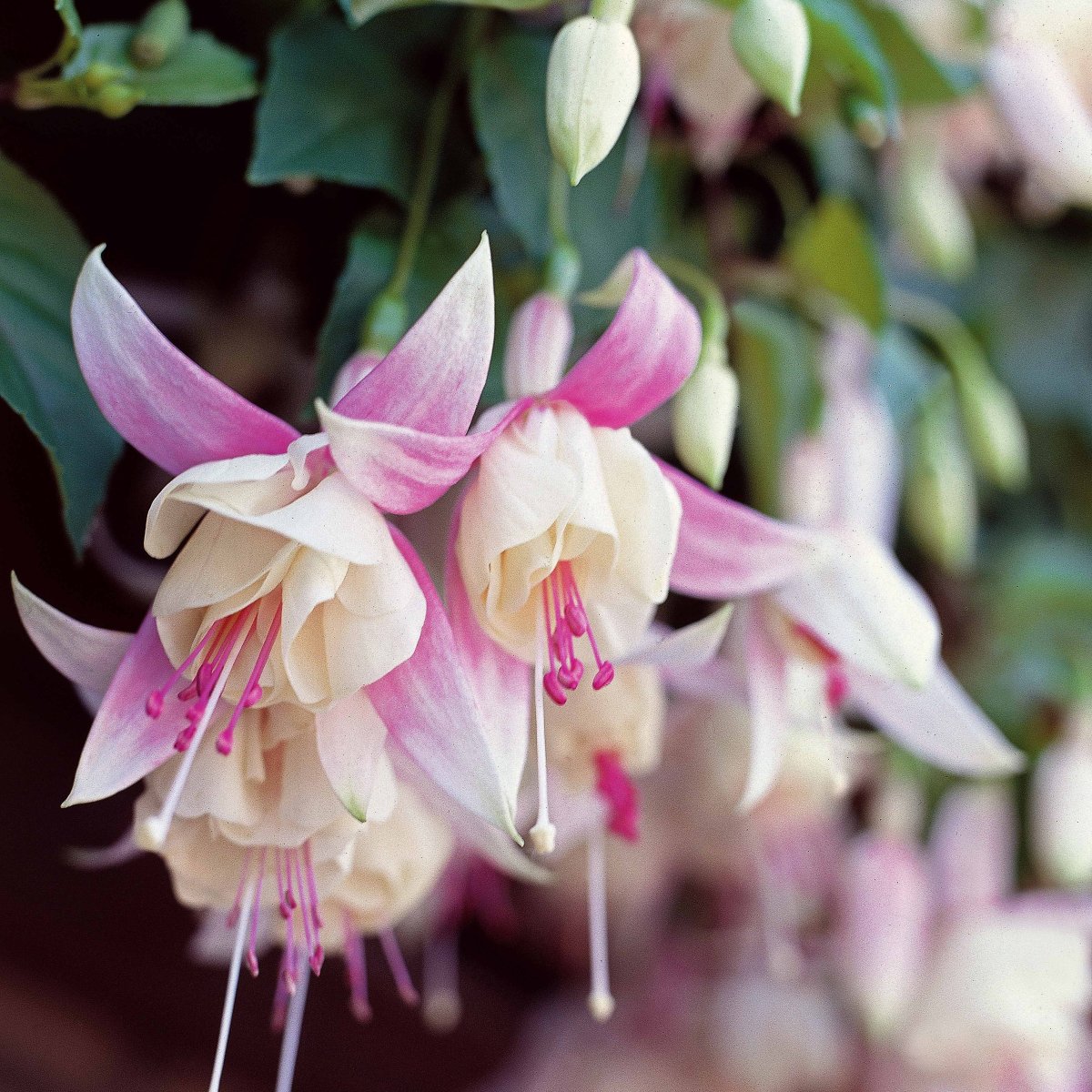 6 Fuchsias résistants au gel en mélange – Image 3