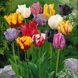 15 Tulipes perroquet en mélange