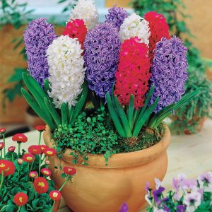 Collection de 9 Jacinthes : Ostara, Jan Bos, Carnegie