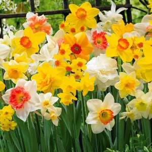 Narcisses en mélange