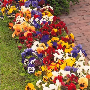 3 Pensées géantes de Suisse en mélange