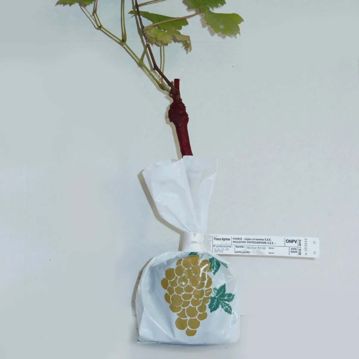 Collection de 2 Vignes : Muscat de Hambourg et Chasselas de Fontainebleau – Image 3