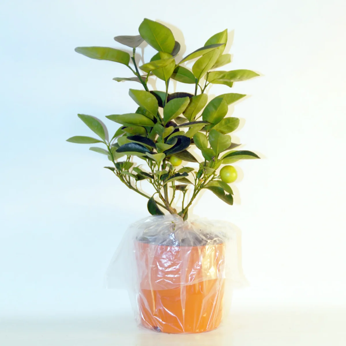 Collection de 2 Kumquat et Citronnier – Image 5