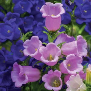 2 Campanules Carillon en mélange