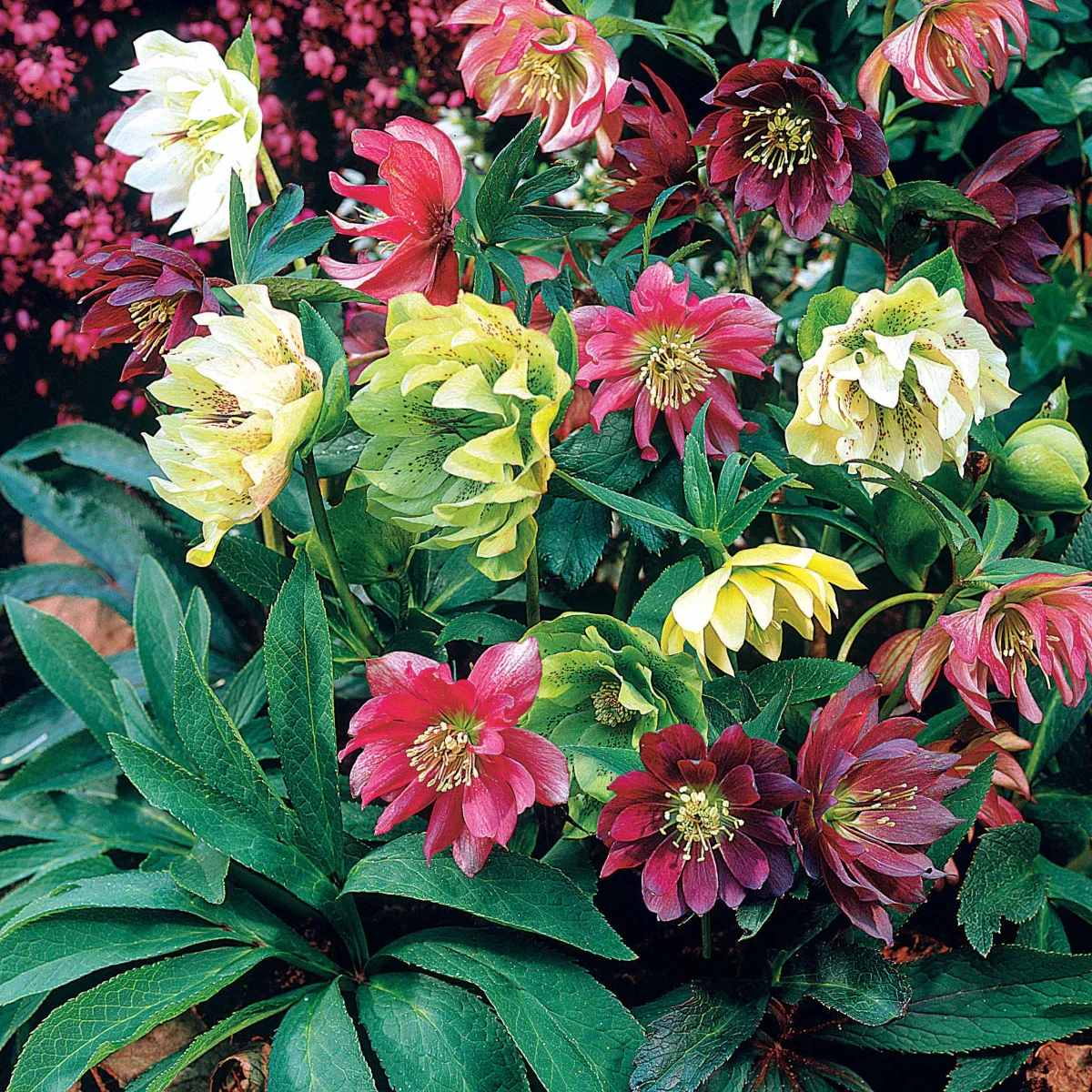 3 Hellébores d'Orient doubles en mélange