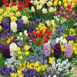 Collection de 200 Bulbes à floraison printanière