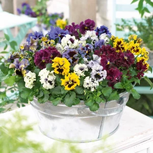 2 Pensées frisées en mélange