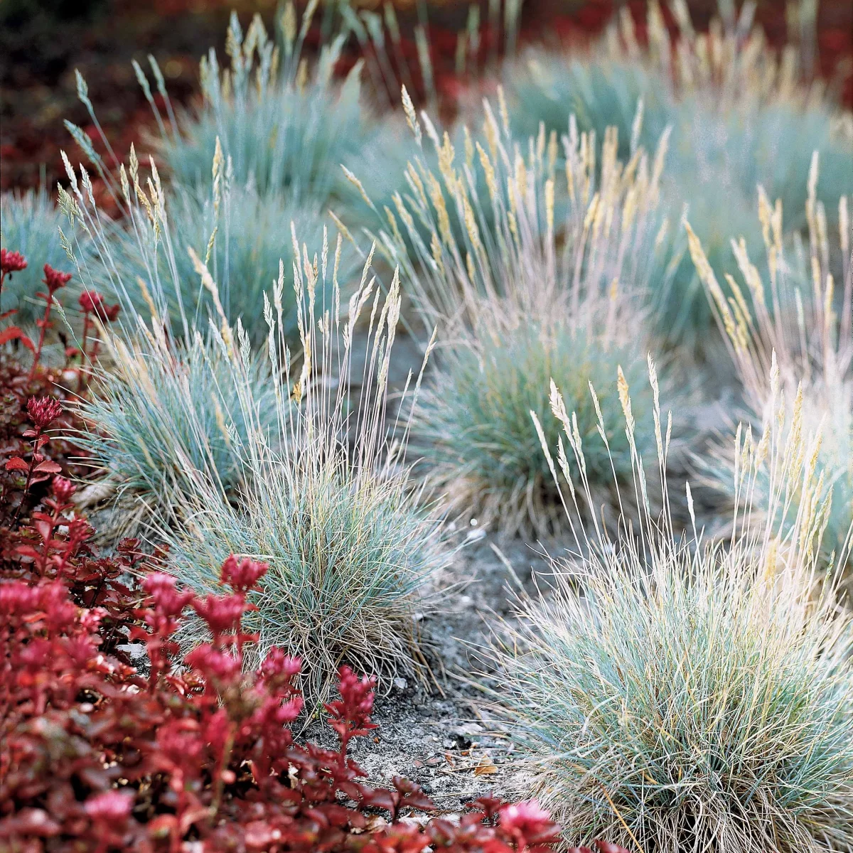 3 Graminées colorées en mélange – Image 3