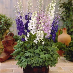 2 Delphiniums Magic Fountain en mélange