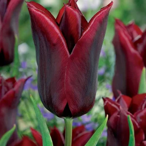 10 Tulipes à fleurs de lis Lasting Love