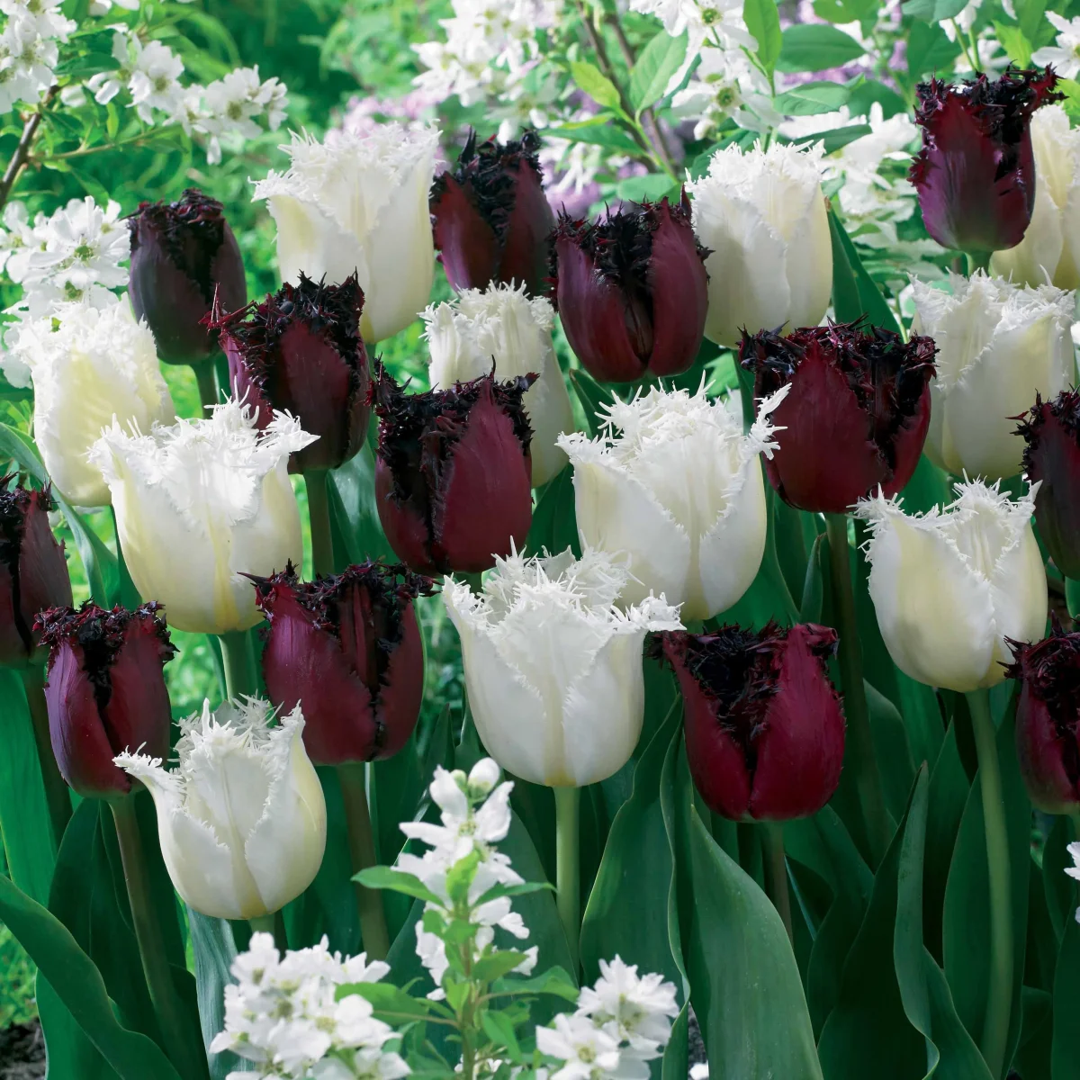 10 Tulipes frangées Pôle Nord et Labrador en mélange – Image 2