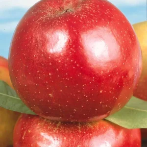 Pommier Rouge de Boskoop